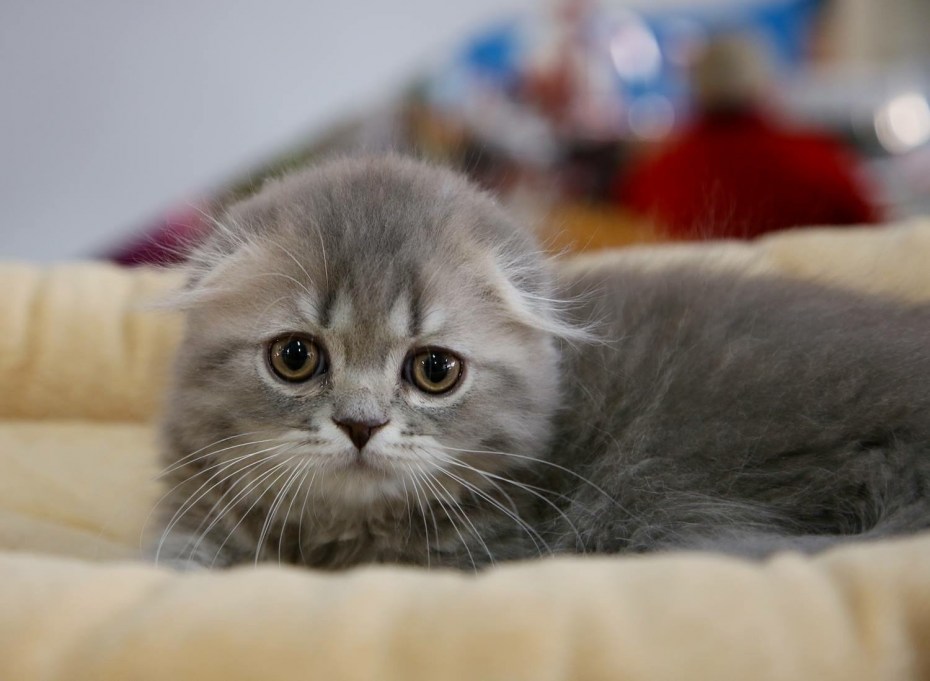 Шотландский вислоухий длинношерстный котенок