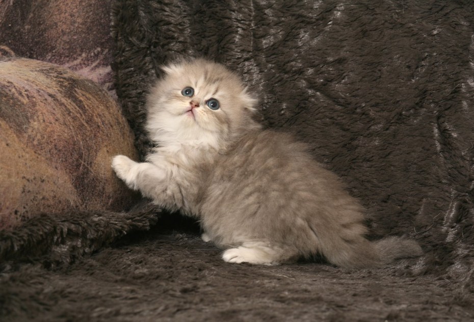 Шотландская холейдстрайд