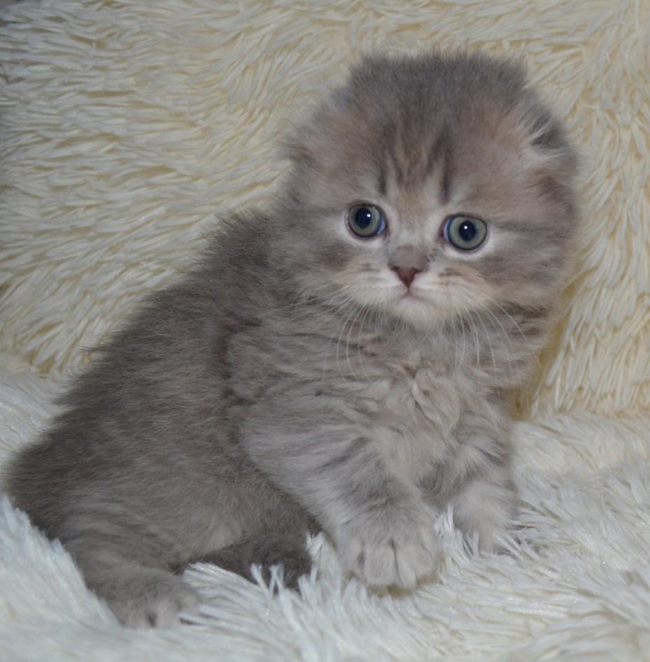 Шотландский длинношерстный котёнок Брянск