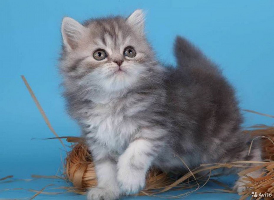 Шотландский вислоухий длинношерстный котенок