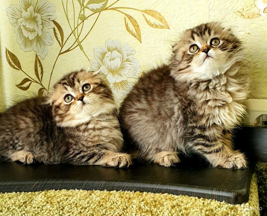 Лиловая и фавн Британская кошка