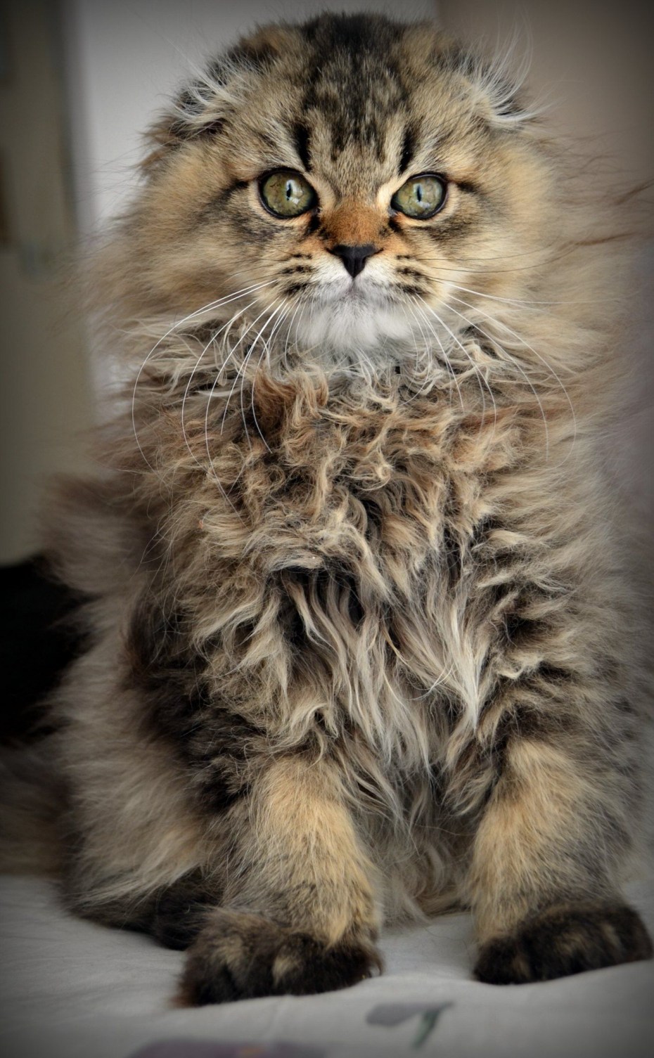 Шотландская вислоухая кошка голубая