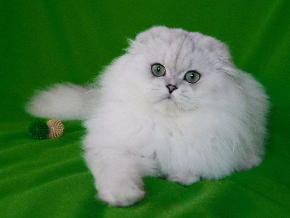 Плюшевый вислоухий котенок