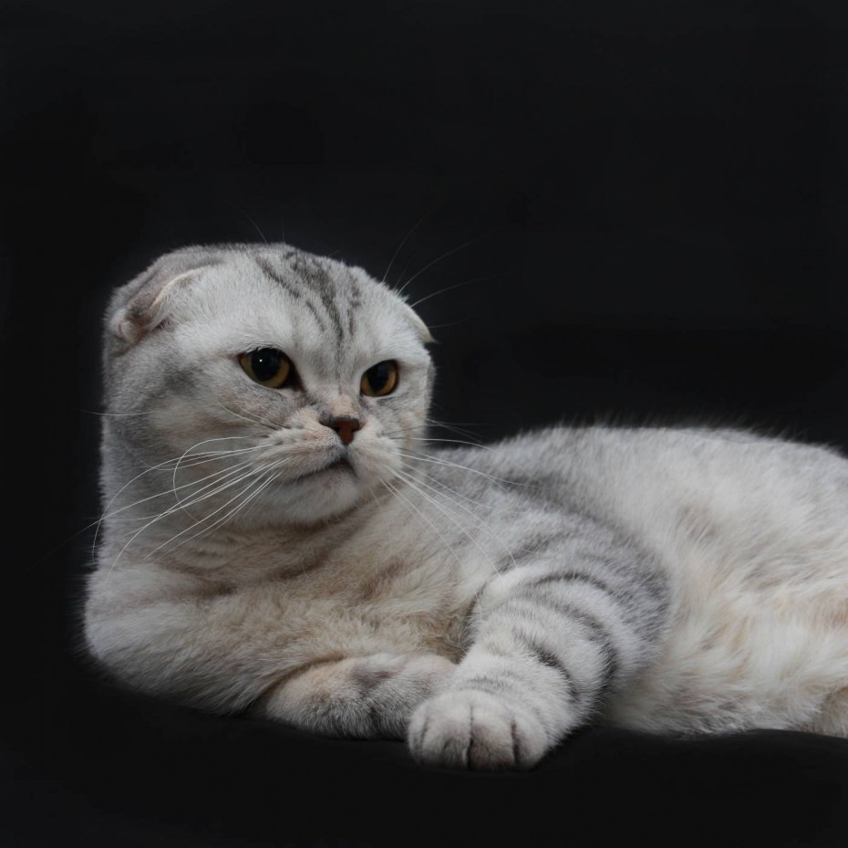 Шотландская вислоухая кошка