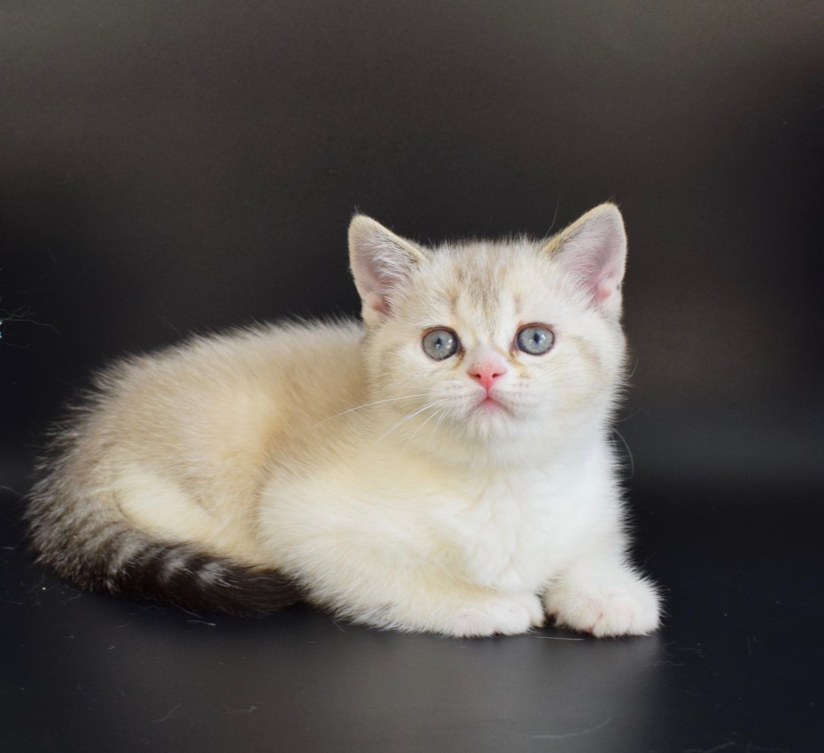 Шотландская прямоухая короткошерстная