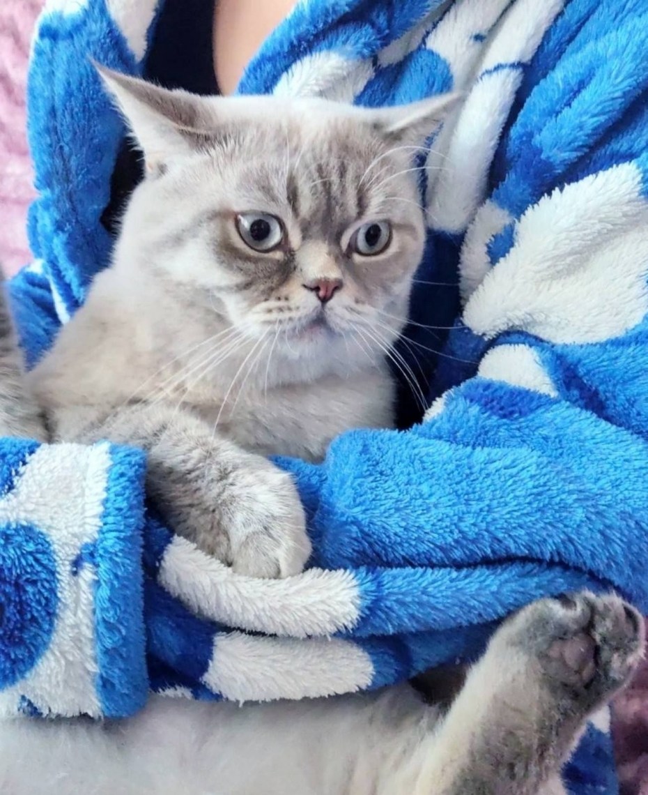 Скоттиш страйт купить