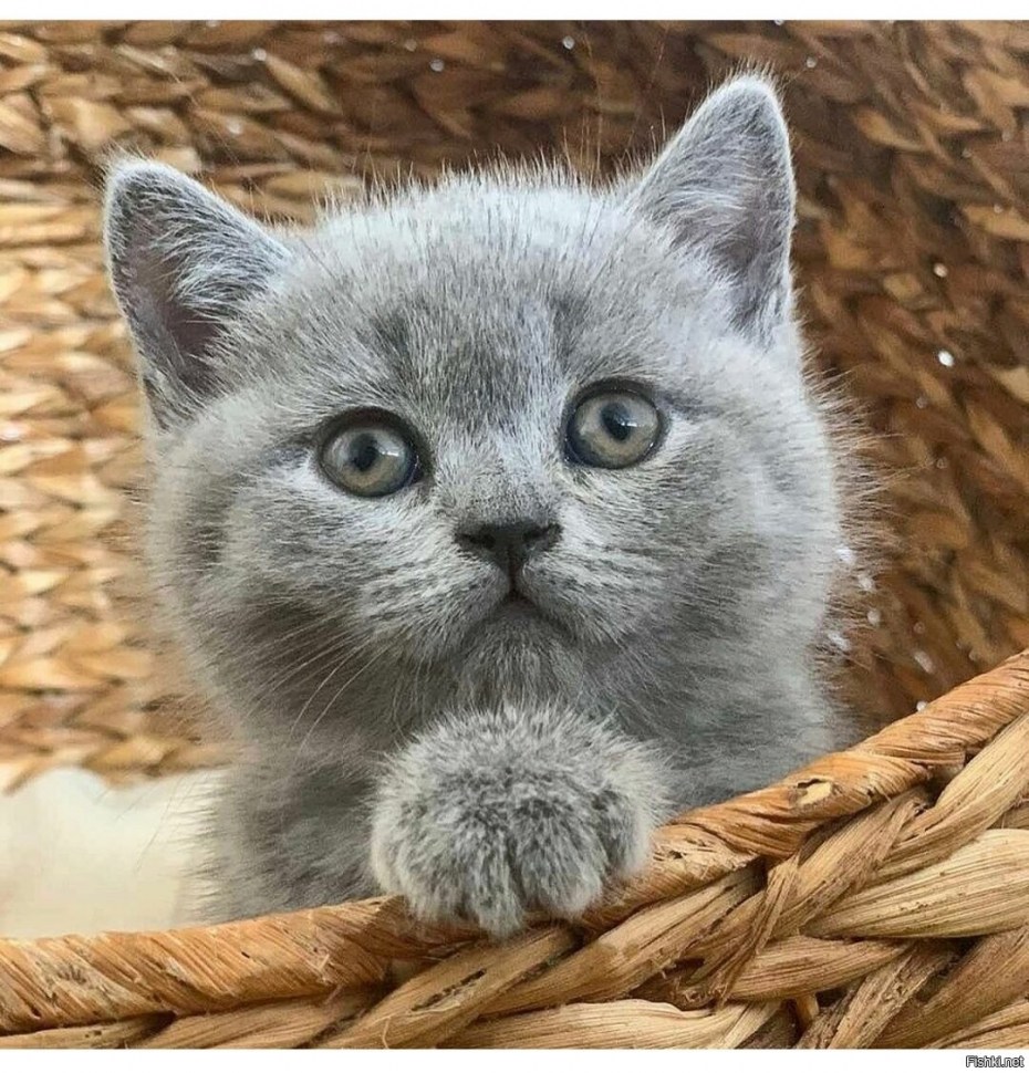 Кошка скоттиш страйт милая