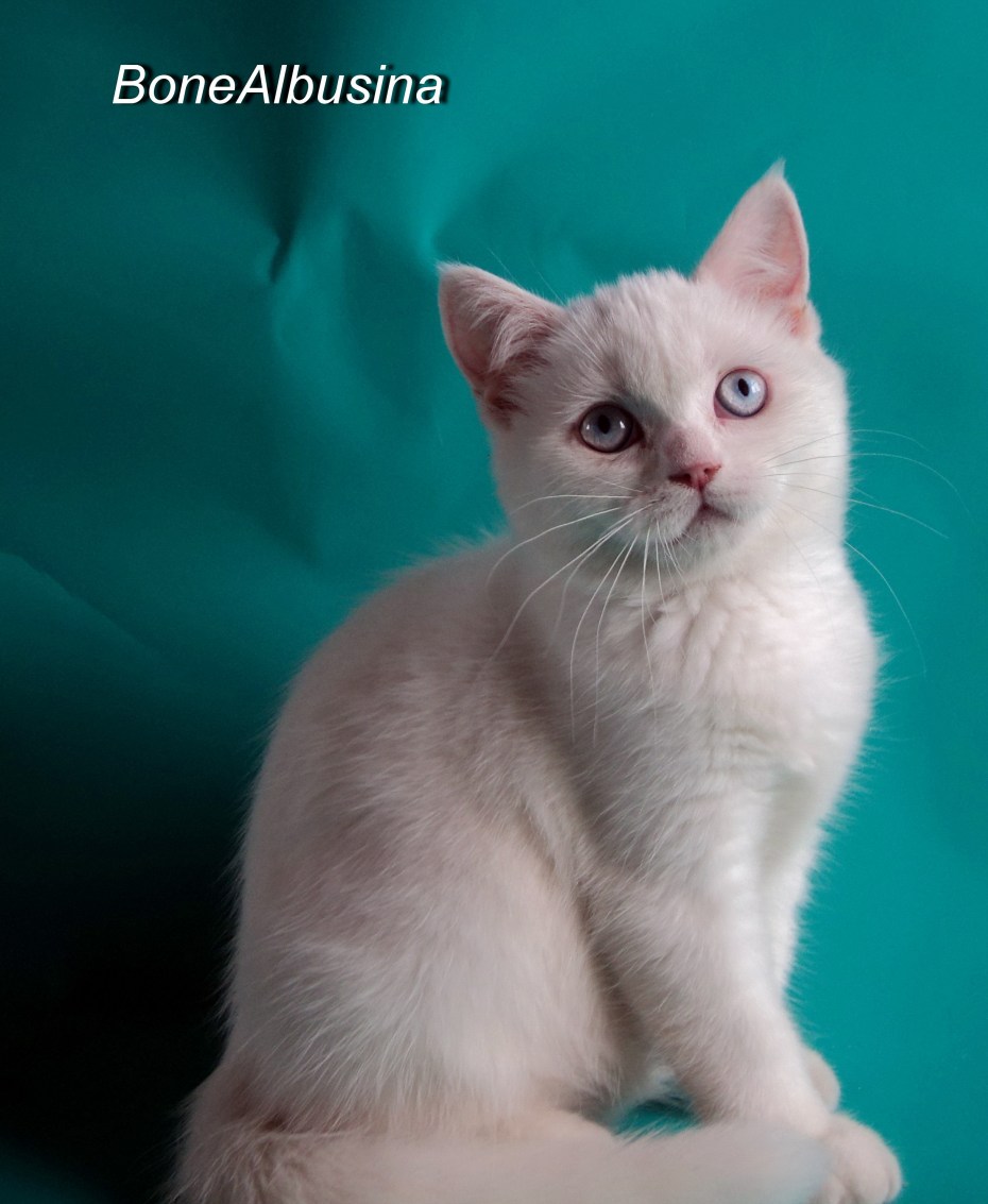 Шотландская прямоухая котенок