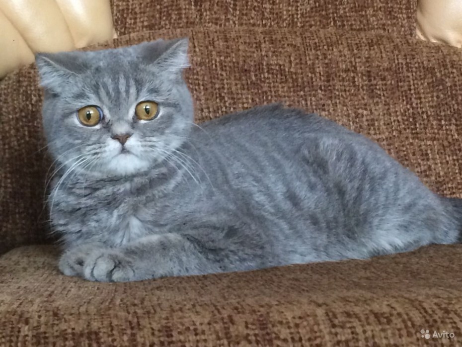 Шотландская прямоухая кошка белая