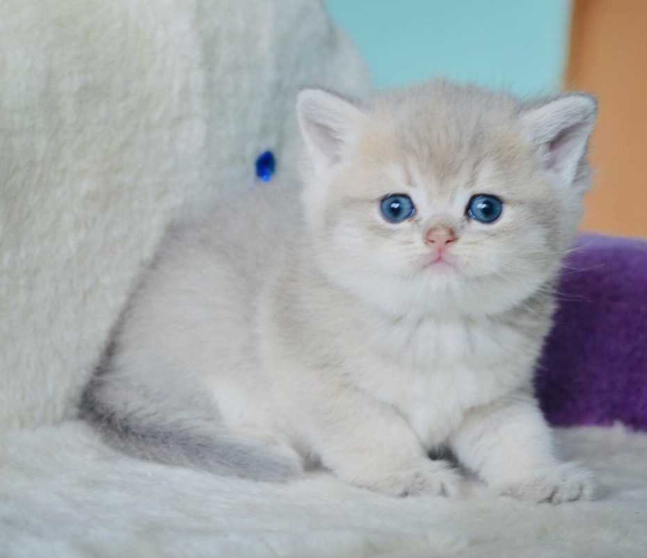 Шотландские котята драгоценных окрасов