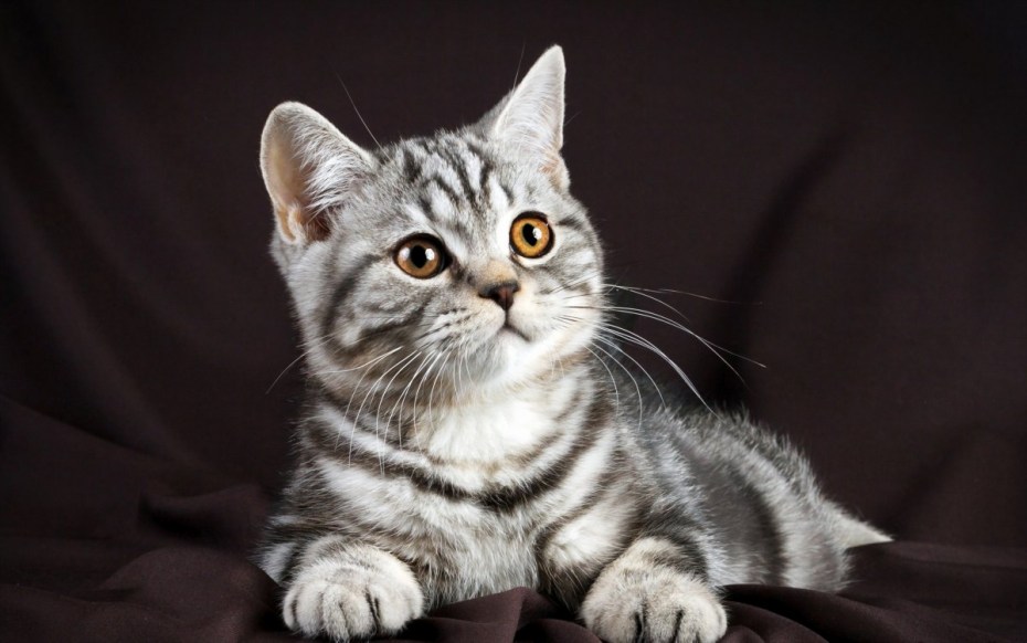 Кот шотландец прямоухий серый