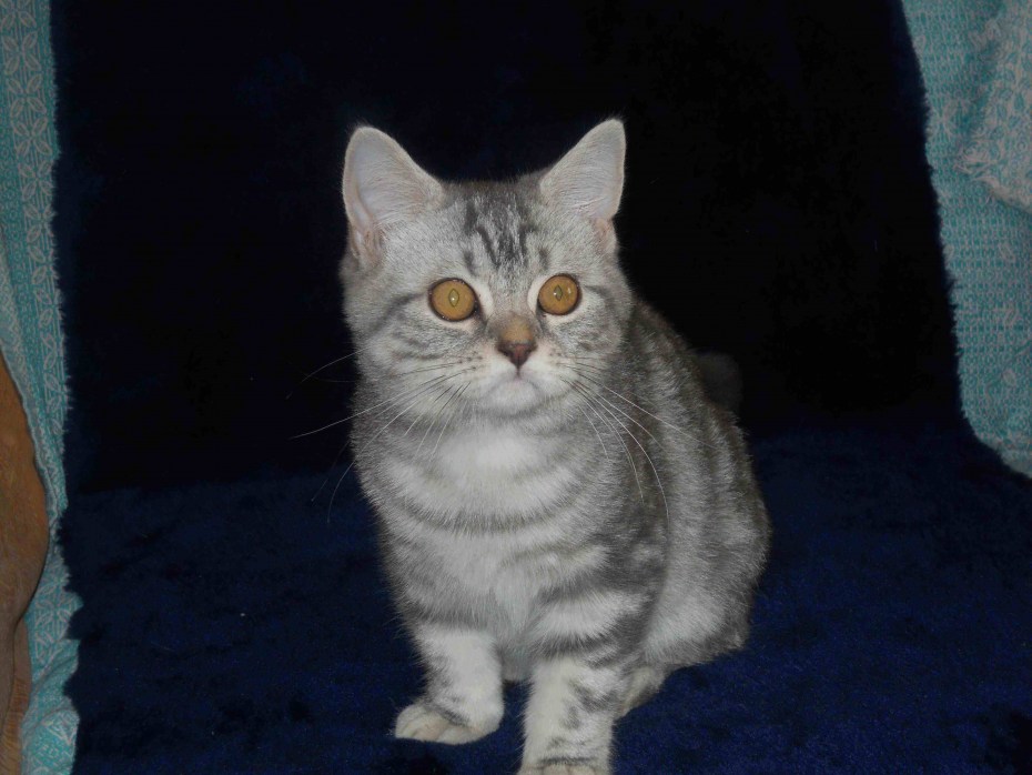 Шотландская прямоухая кошка шиншилла купить в Москве