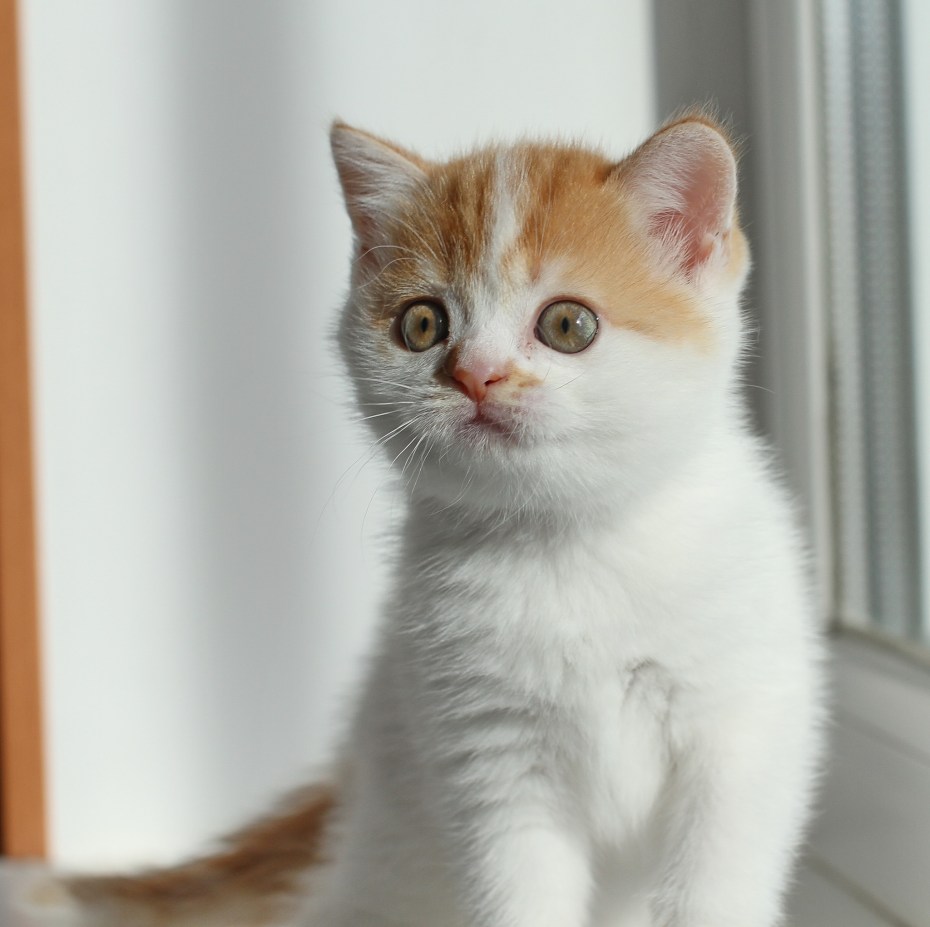 Прямоухие лиловые шиншилловые прямоухие Шотландские котята