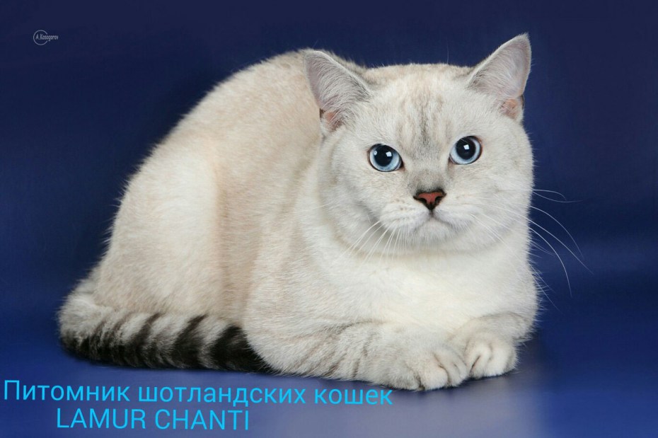 Шотландский прямоухий кот шоколадный