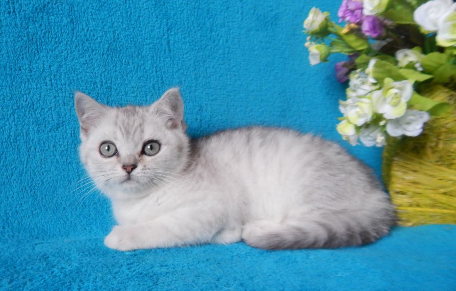 Британская кошка короткошерстная серая