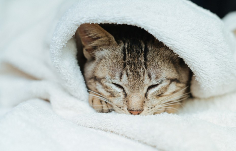 Кот на покрывале