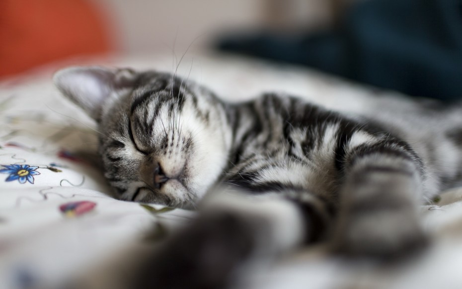 Спящий кот