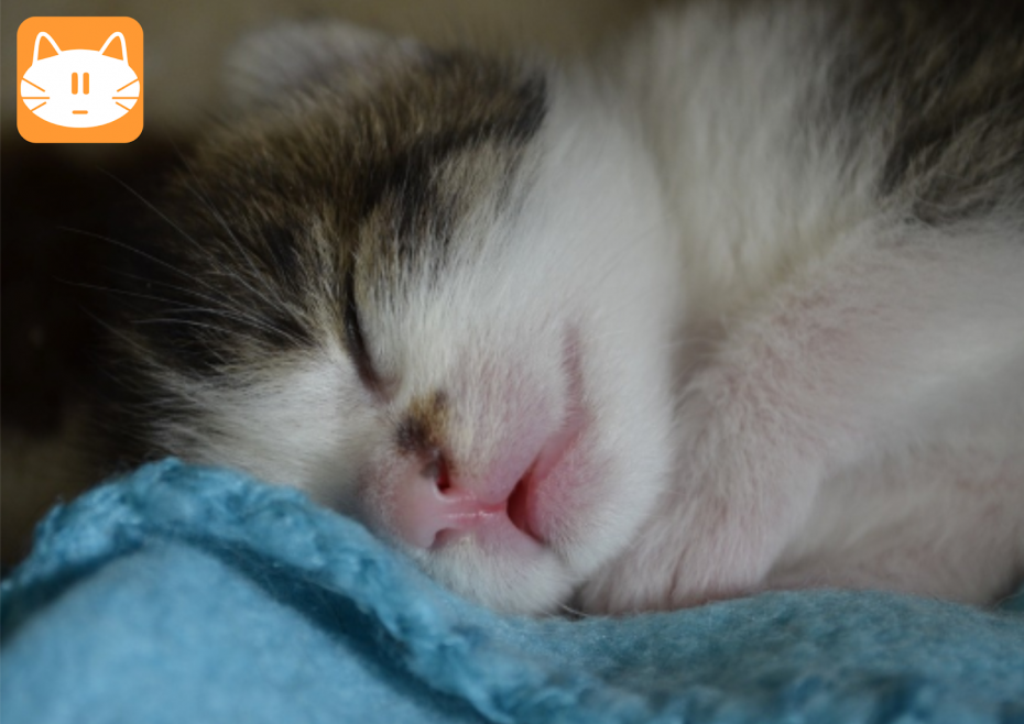 Котенок спит