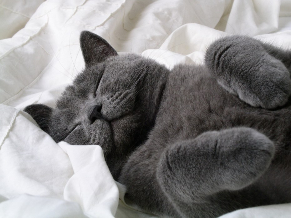 Спящие котики