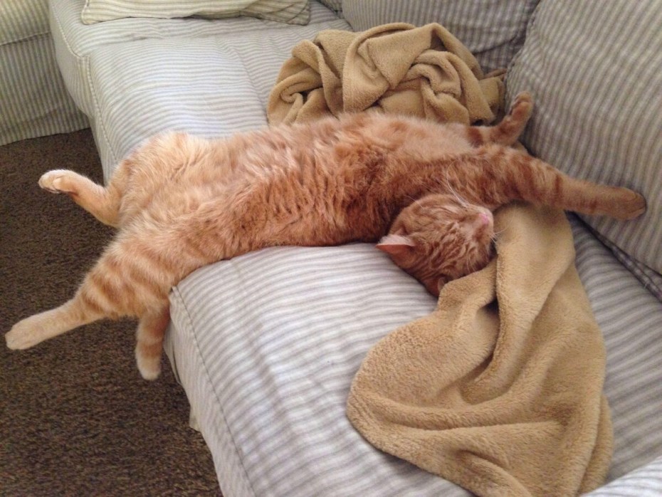 Кот дрыхнет