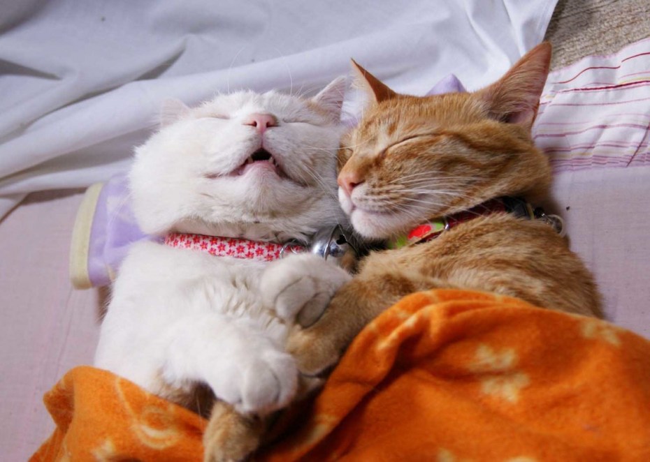Спящий котик