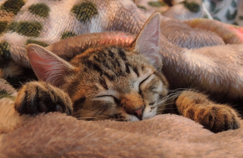 Сонные коты