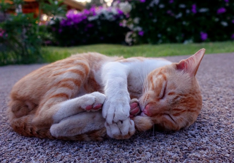 Котик сладко спит