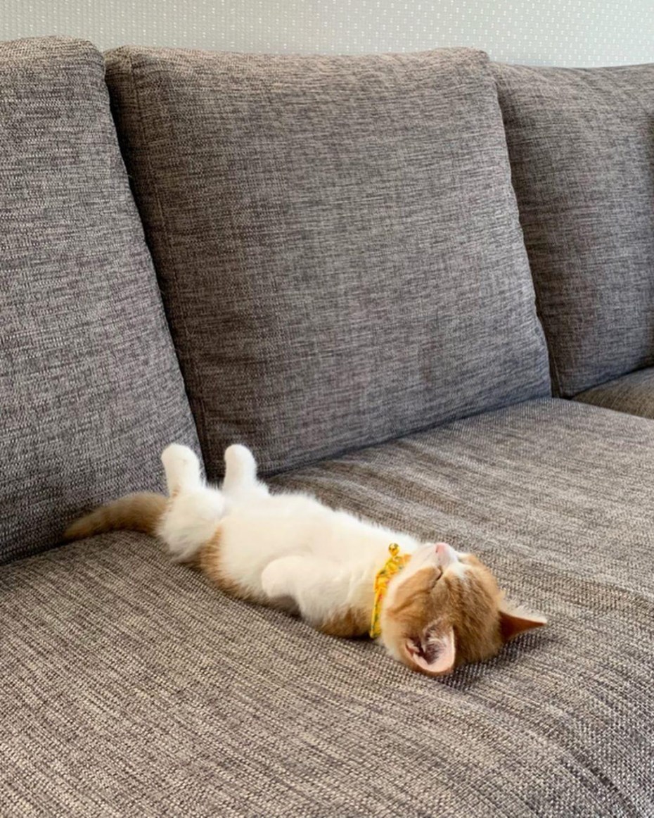 Спящие котята