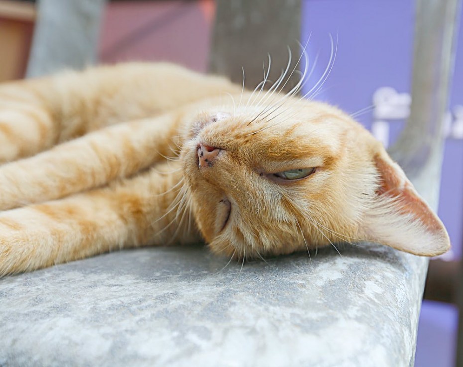 Котики обнимаются