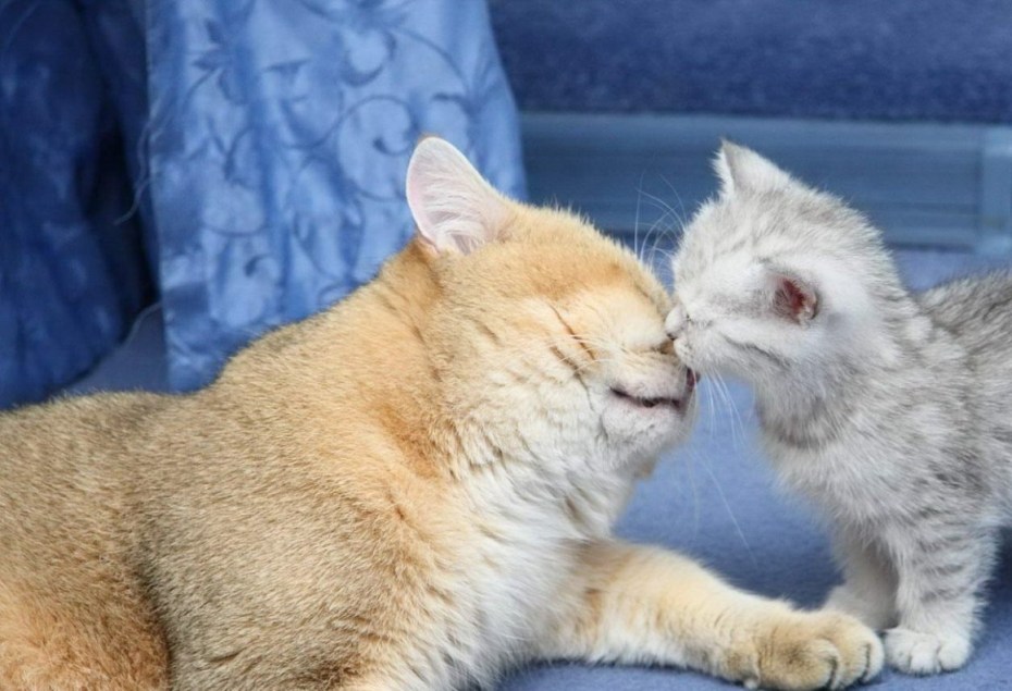 Котята большие и маленькие