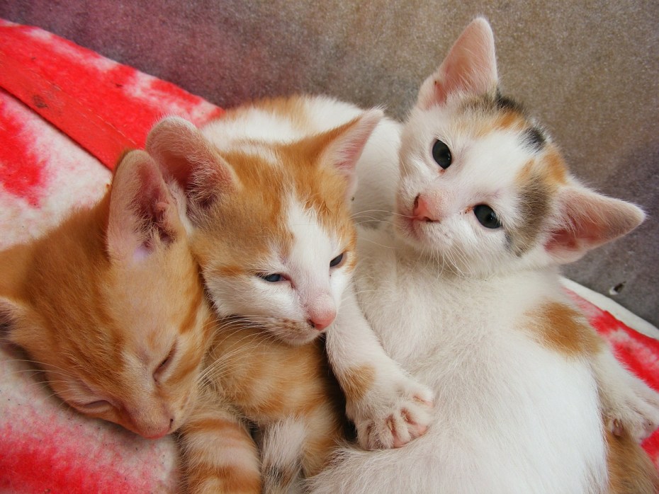 Кошечки и котята