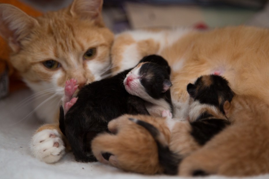 Кошка воспитывает котенка