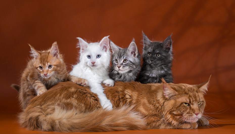Кошка выкармливает котят