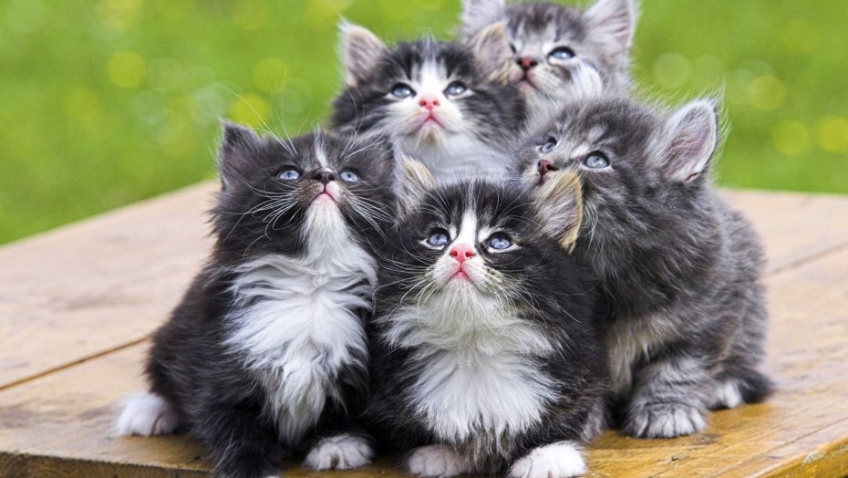 Серая кошка с котятами