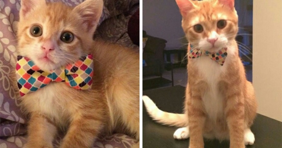 Коты маленькие и взрослые
