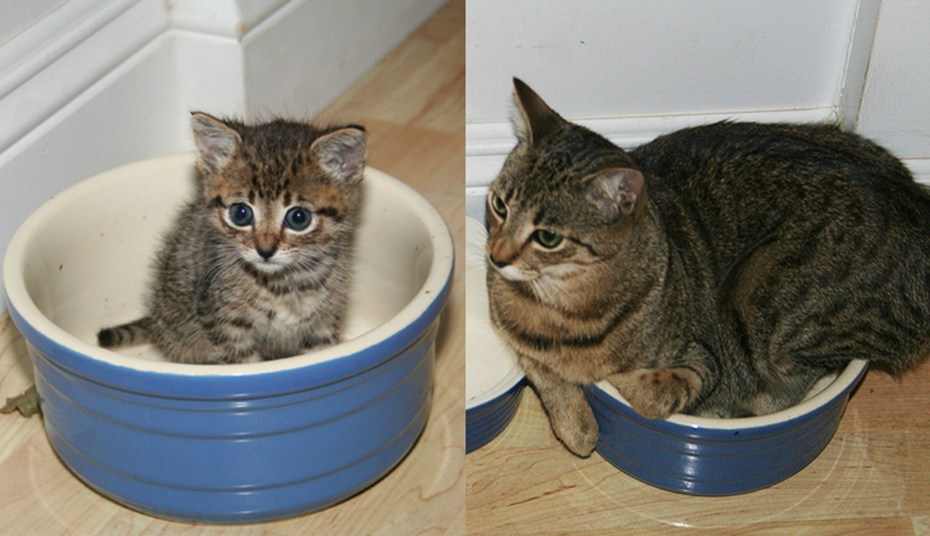 Маленькие котики