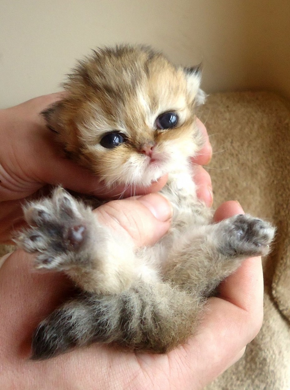 Клонирование котят