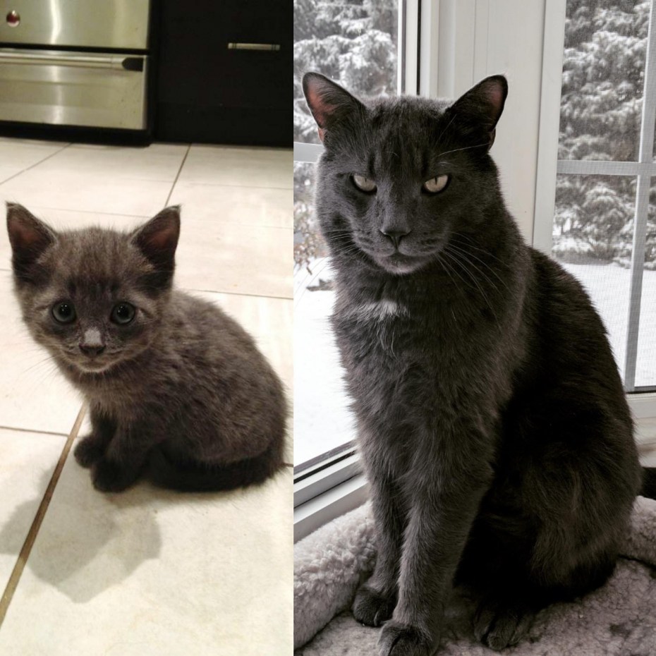 Красивые котята разных пород
