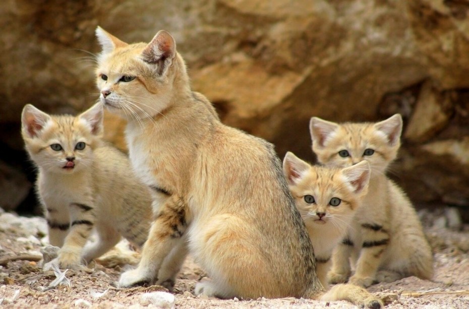 Белый котенок в корзинке