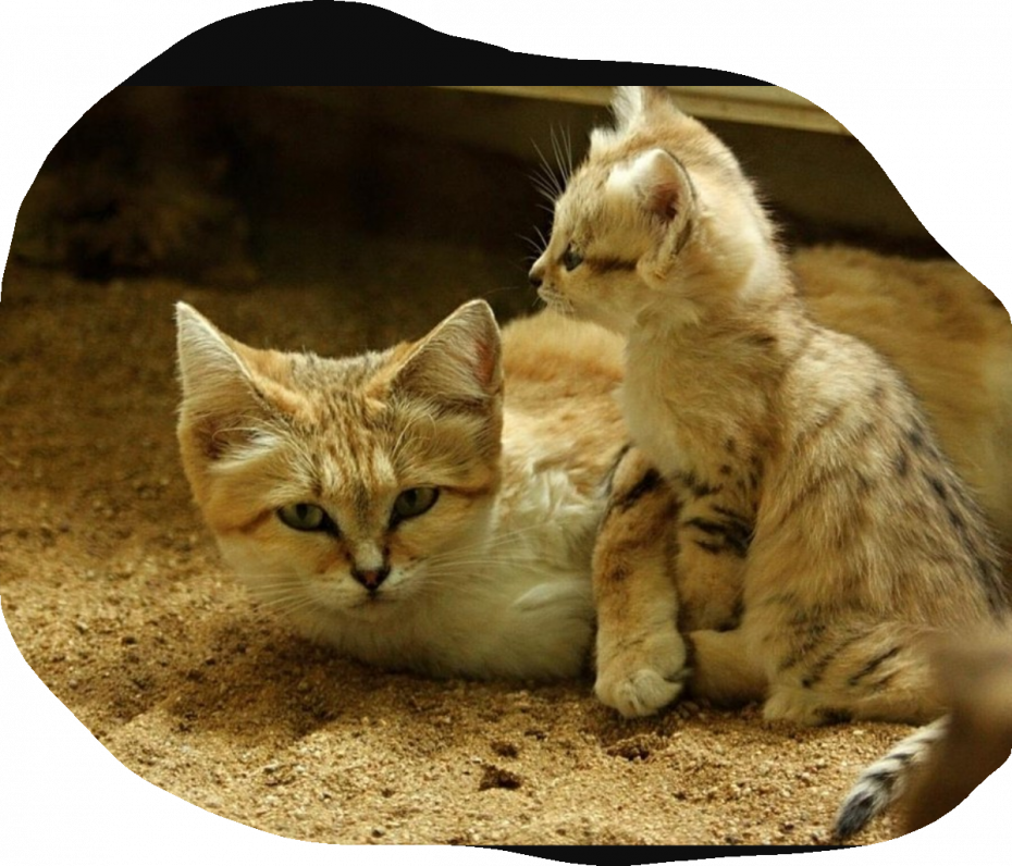 Котенок до и после вырос