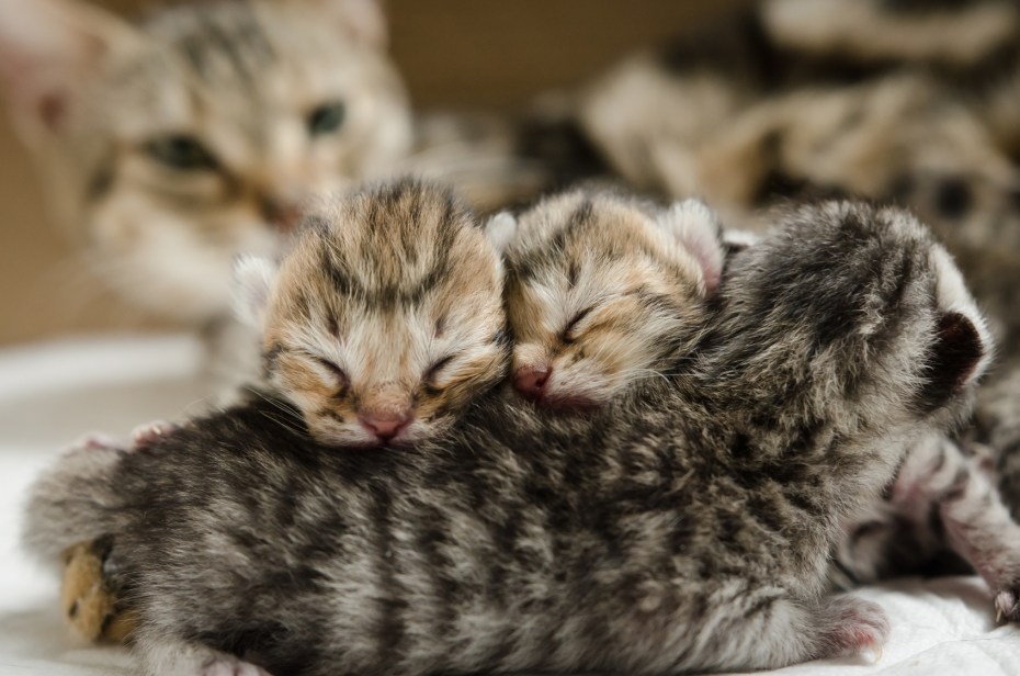 Барханный кот котята