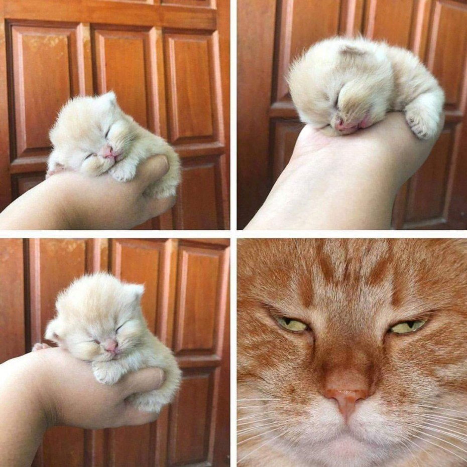 Много милых котят