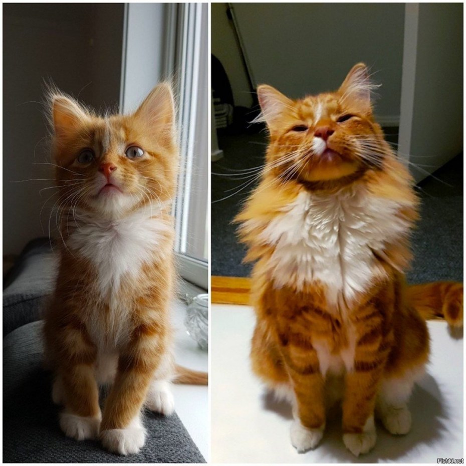 Много милых котиков