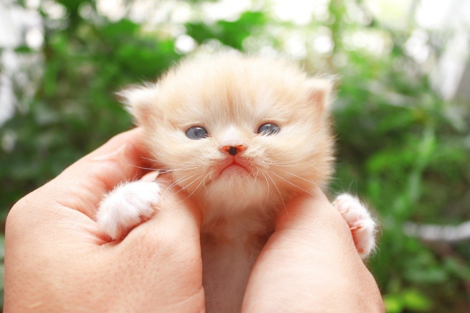 Самые красивые маленькие котята