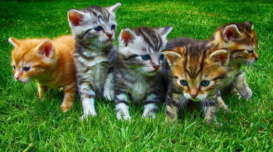 Пять котят