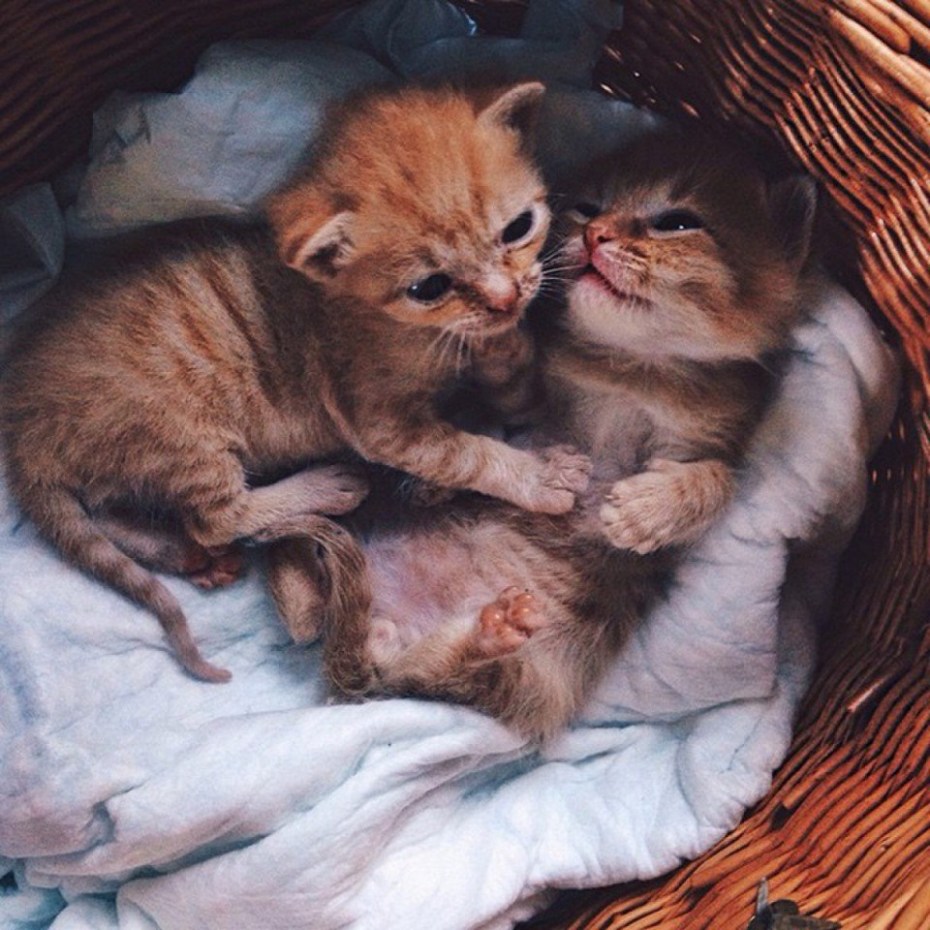 Сонник много котят маленьких