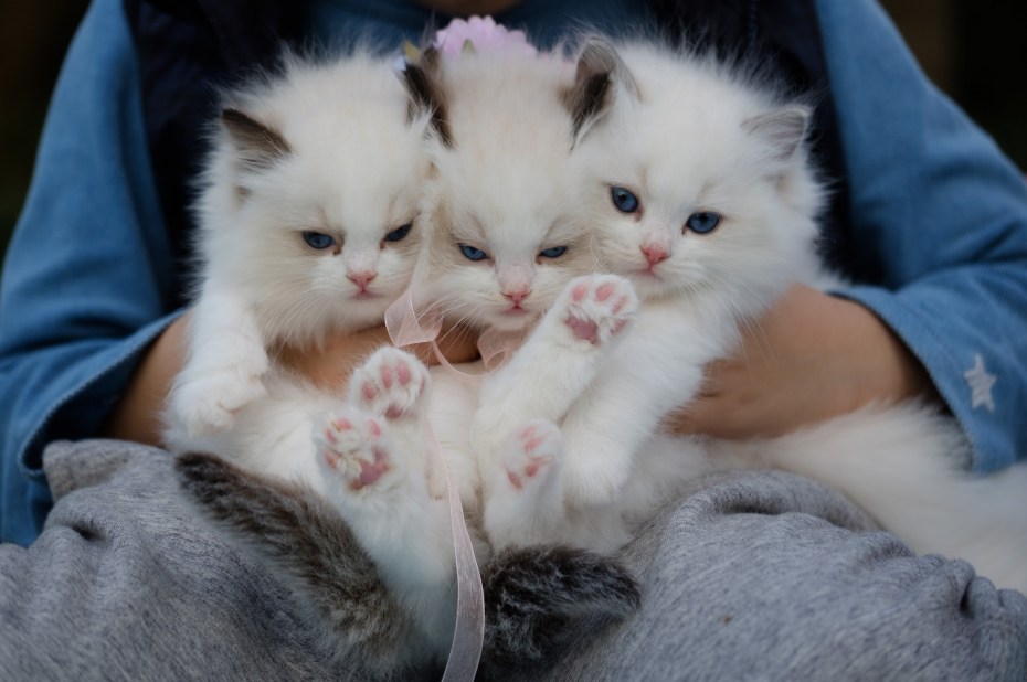 Маленький круглый котенок