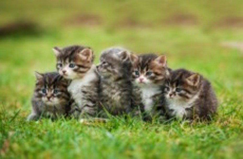 Kitty Bait