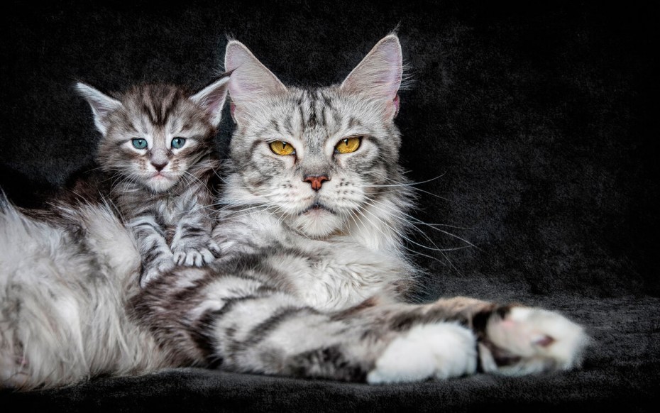Котенок вырос