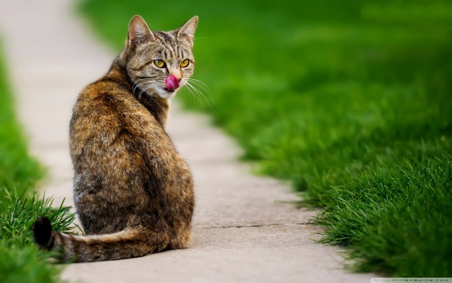 Кот сидит